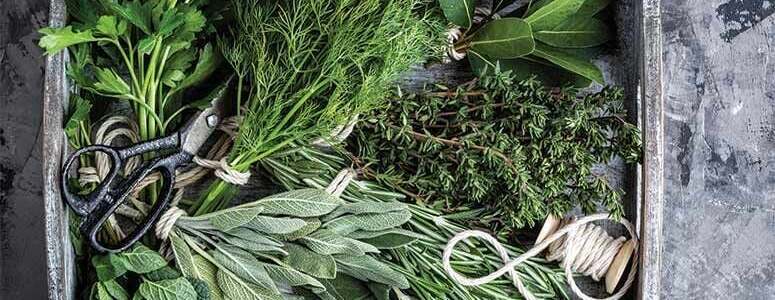 Growing Medicinal Plants